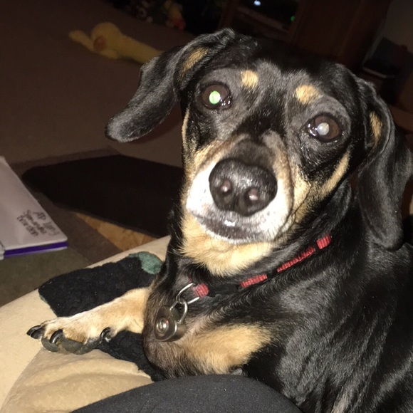 Meet your Posher, Samantha - Picture 4 of 4